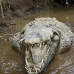 crocodile_american_tar_v_1569_cos2572.jpg
